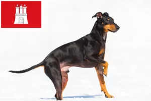 Read more about the article Manchester Terrier breeders and puppies in Hamburg