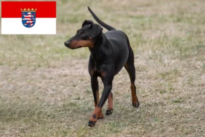 Read more about the article Manchester Terrier breeders and puppies in Hessen