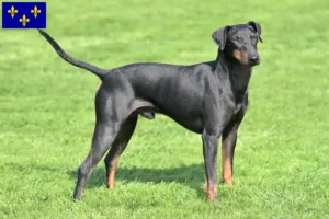 Read more about the article Manchester Terrier breeders and puppies in Île-de-France