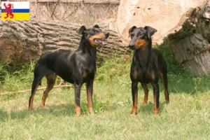 Read more about the article Manchester Terrier breeder and puppies in Limburg