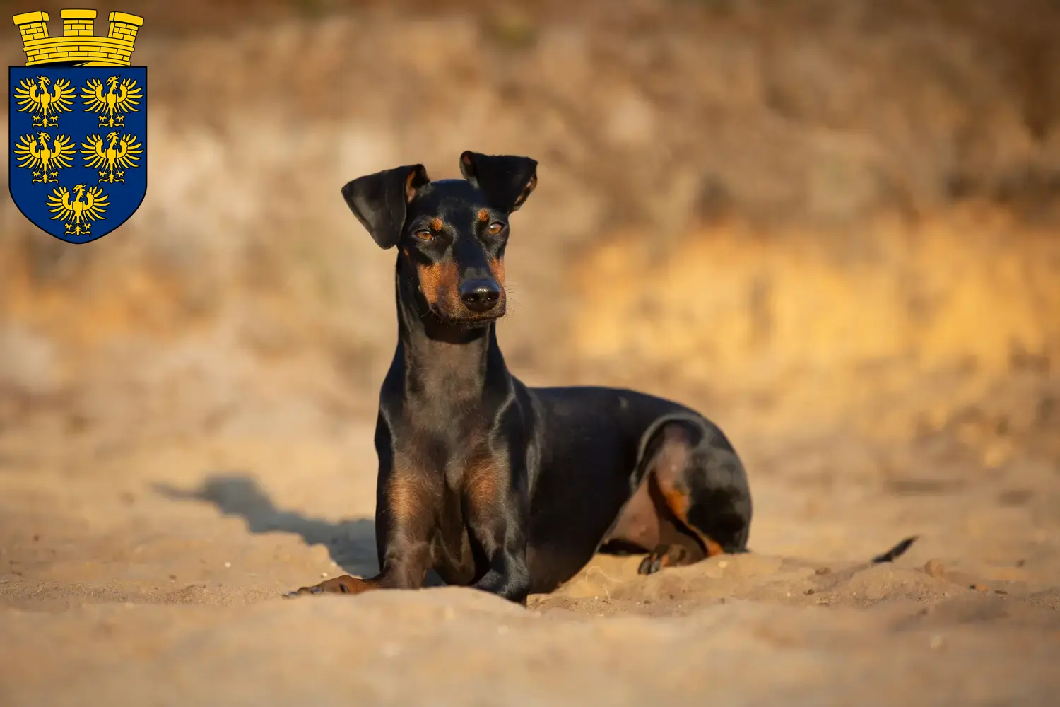 Read more about the article Manchester Terrier breeders and puppies in Lower Austria