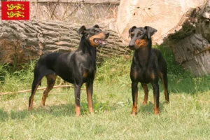 Read more about the article Manchester Terrier breeders and puppies in Normandy