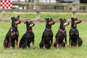 Read more about the article Manchester Terrier breeders and puppies in North Brabant