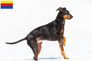 Read more about the article Manchester Terrier breeders and puppies in North Holland