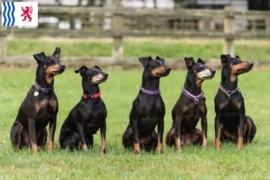 Read more about the article Manchester Terrier breeders and puppies in Nouvelle-Aquitaine