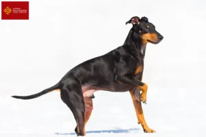 Read more about the article Manchester Terrier breeders and puppies in Occitania