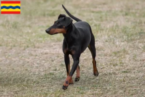 Read more about the article Manchester Terrier breeders and puppies in Overijssel