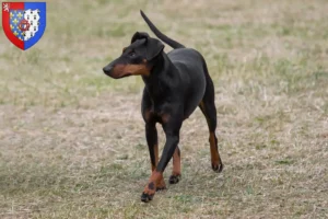 Read more about the article Manchester Terrier breeders and puppies in Pays de la Loire