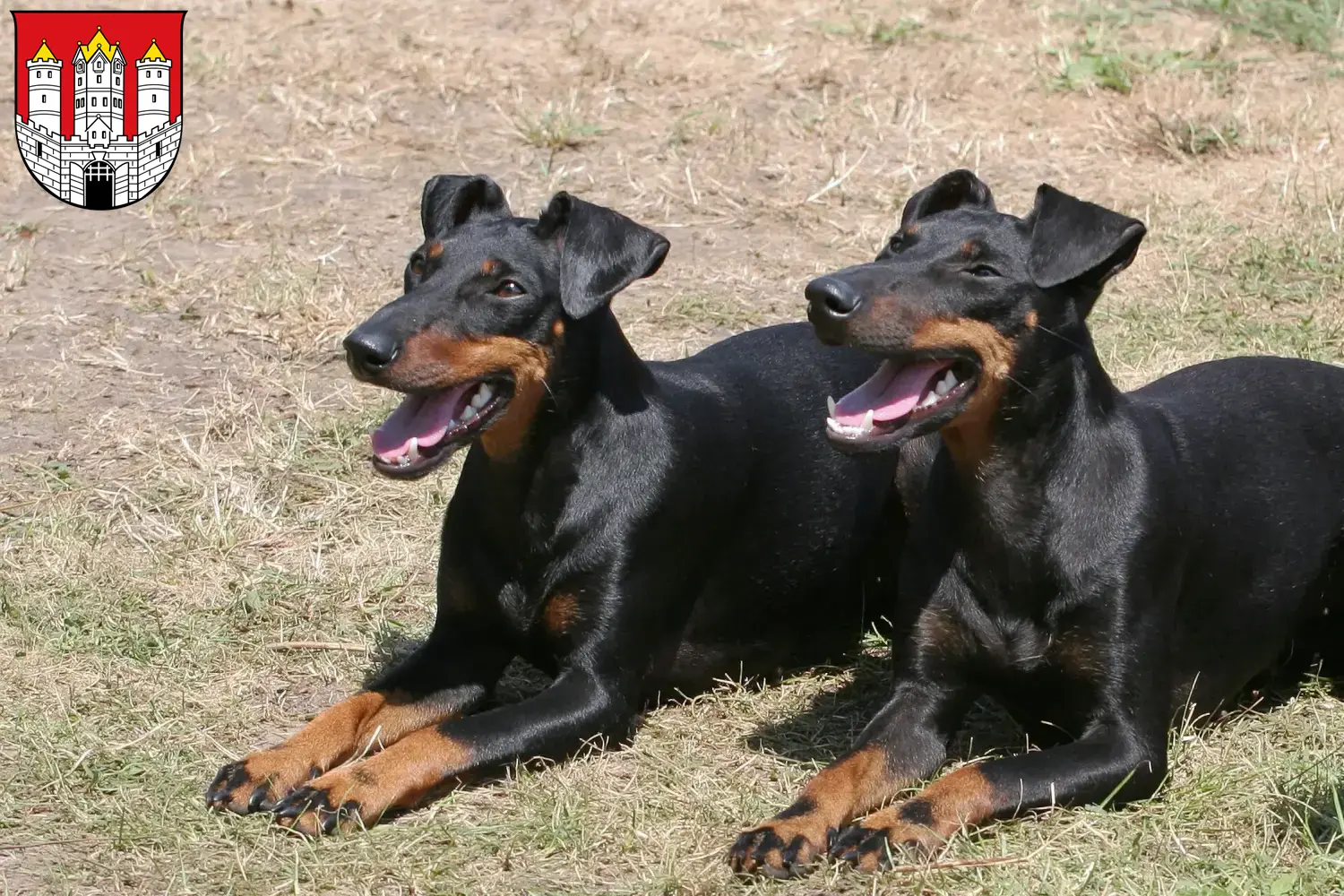 Read more about the article Manchester Terrier breeders and puppies in Salzburg
