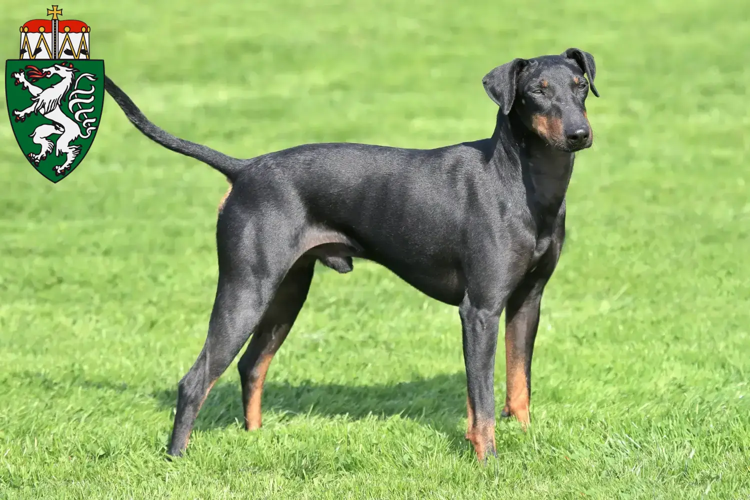 Read more about the article Manchester Terrier breeders and puppies in Styria
