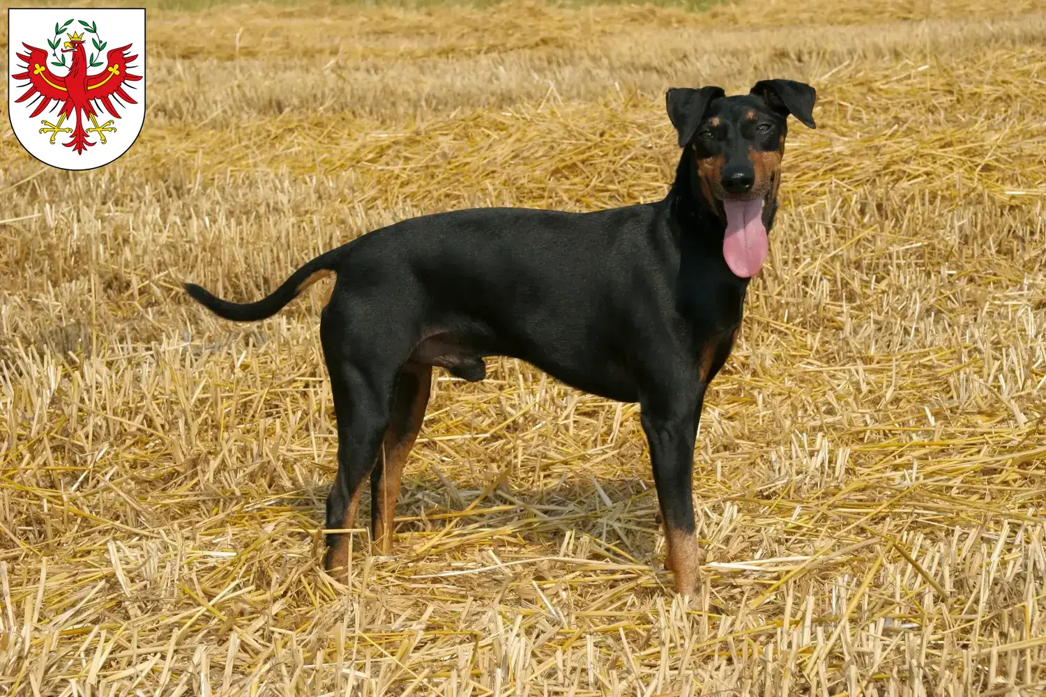 Read more about the article Manchester Terrier breeders and puppies in Tyrol