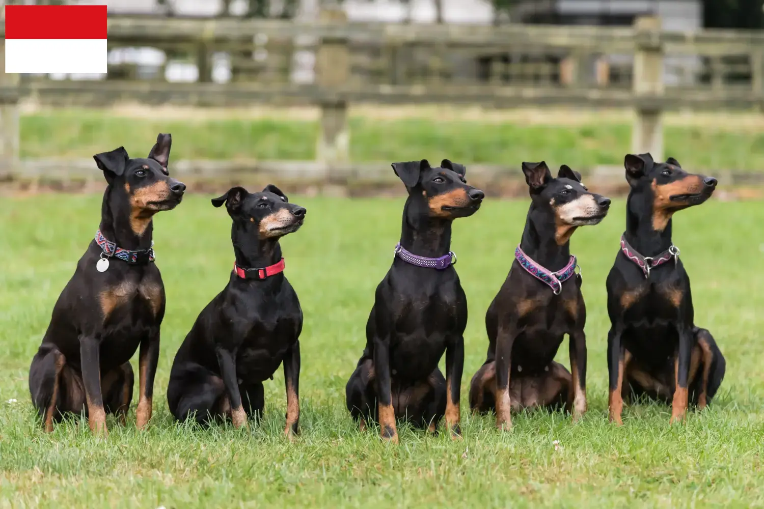Read more about the article Manchester Terrier breeders and puppies in Vienna