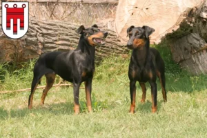 Read more about the article Manchester Terrier breeders and puppies in Vorarlberg