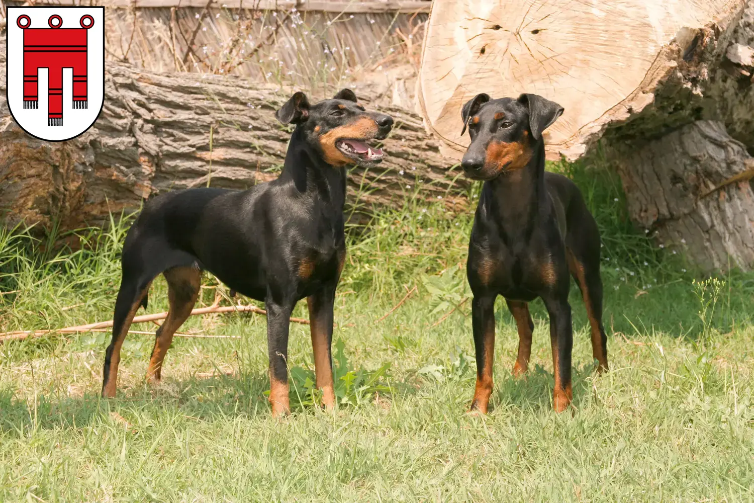 Read more about the article Manchester Terrier breeders and puppies in Vorarlberg