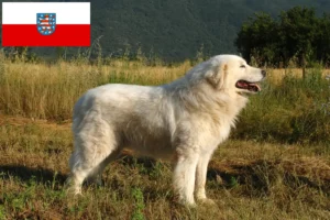 Read more about the article Maremma Abruzzi Sheepdog breeders and puppies in Thuringia