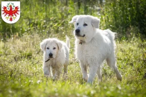 Read more about the article Maremma Abruzzo Sheepdog breeders and puppies in Tyrol