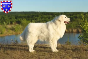 Read more about the article Maremma Abruzzo Sheepdog breeders and puppies in Centre-Val de Loire