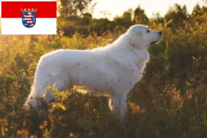 Read more about the article Maremma Abruzzi Sheepdog breeders and puppies in Hesse