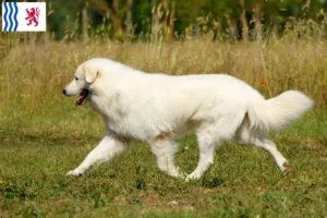 Read more about the article Maremma Abruzzo Sheepdog breeders and puppies in Nouvelle-Aquitaine