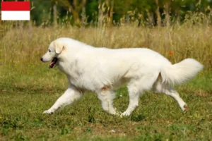 Read more about the article Maremma Abruzzi Sheepdog breeders and puppies in Vienna