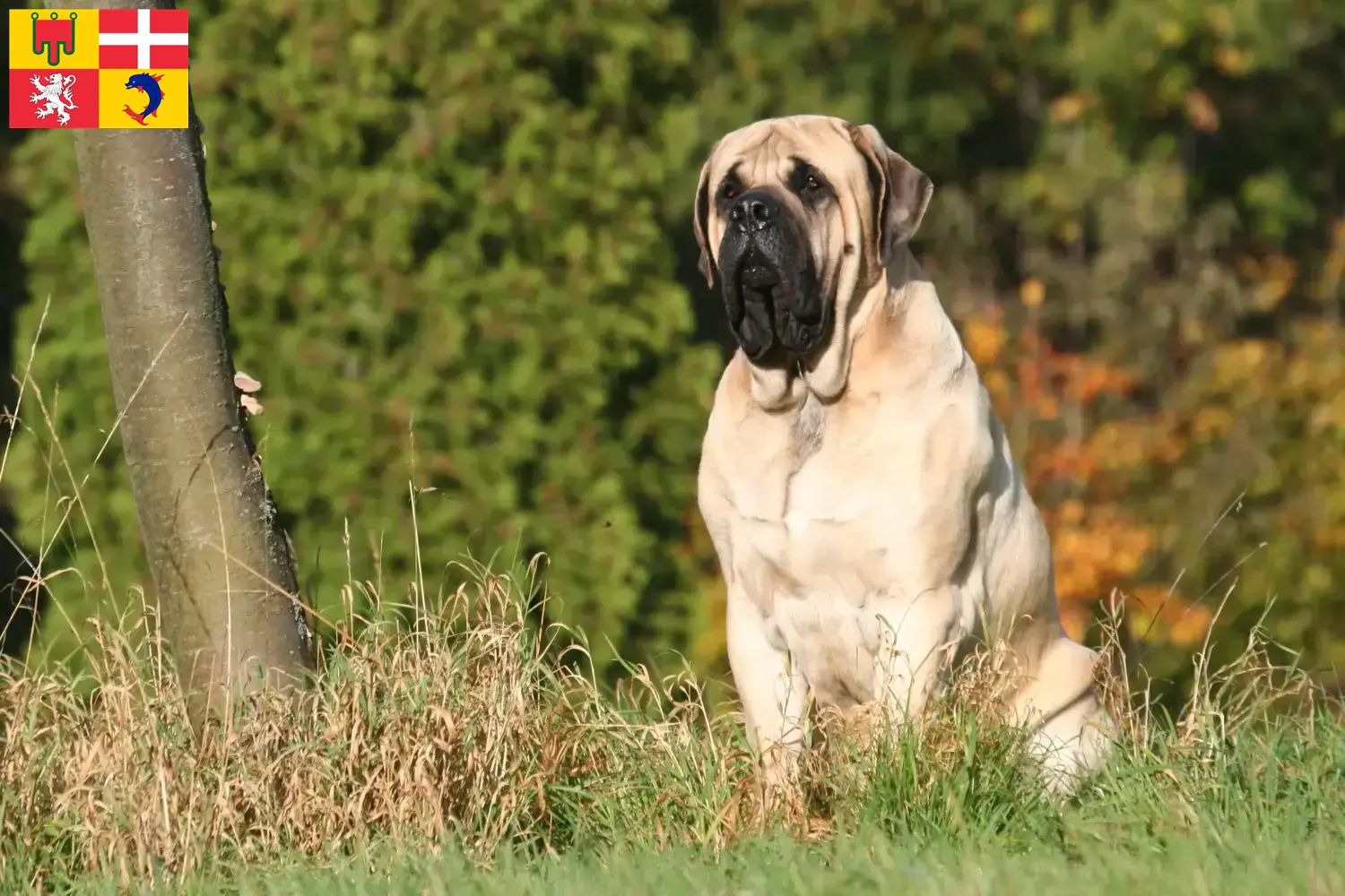 Read more about the article Mastiff breeders and puppies in Auvergne-Rhône-Alpes