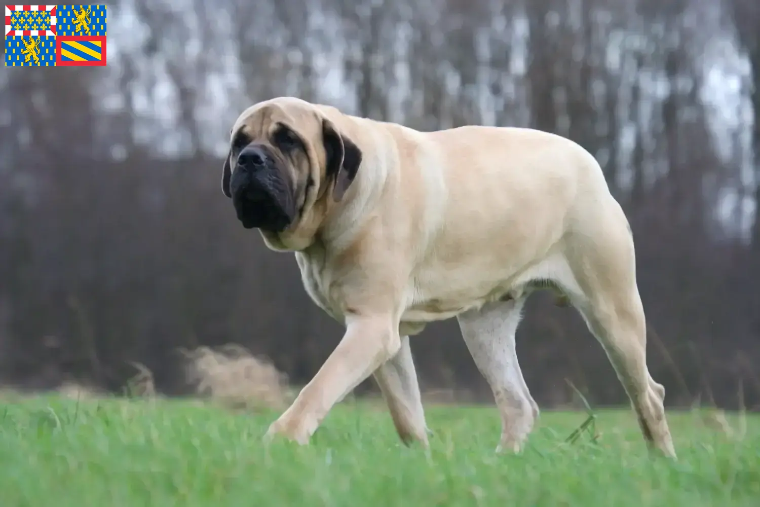 Read more about the article Mastiff breeders and puppies in Bourgogne-Franche-Comté