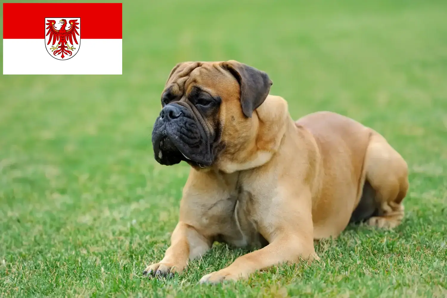 Read more about the article Mastiff breeders and puppies in Brandenburg