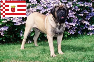 Read more about the article Mastiff breeders and puppies in Bremen