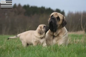 Read more about the article Mastiff breeders and puppies in Brittany