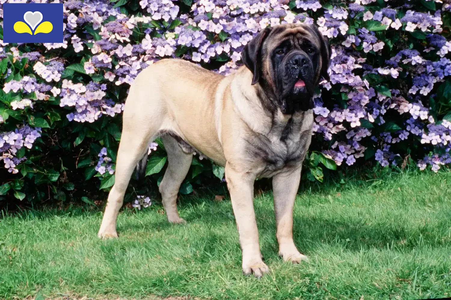 Read more about the article Mastiff breeders and puppies in the Brussels-Capital Region