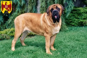 Read more about the article Mastiff breeders and puppies in Burgenland