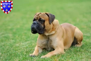 Read more about the article Mastiff breeders and puppies in Centre-Val de Loire