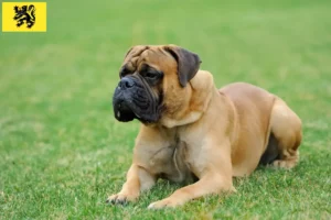Read more about the article Mastiff breeders and puppies in Flanders