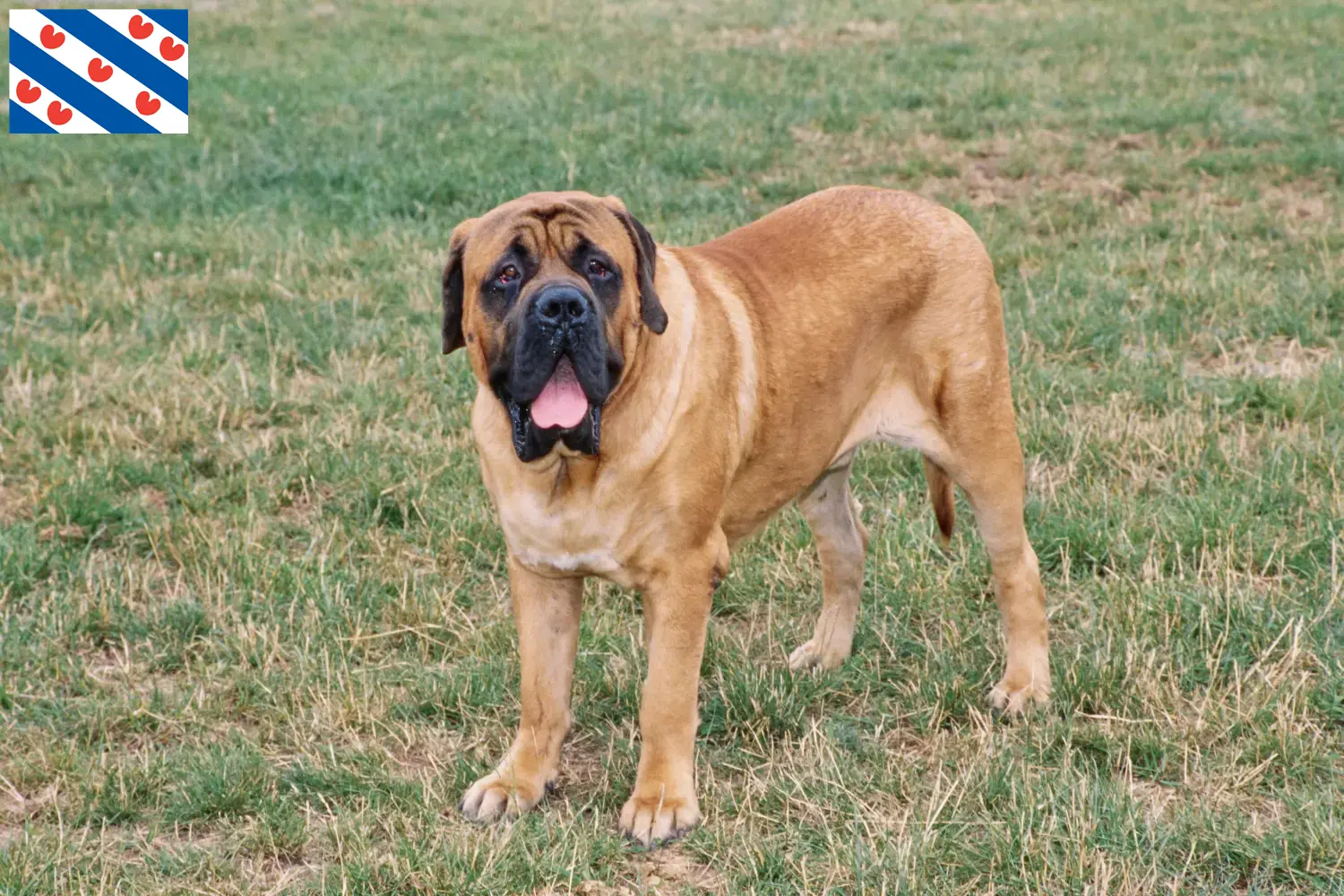 Read more about the article Mastiff breeders and puppies in Friesland