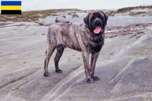 Read more about the article Mastiff breeders and puppies in Gelderland