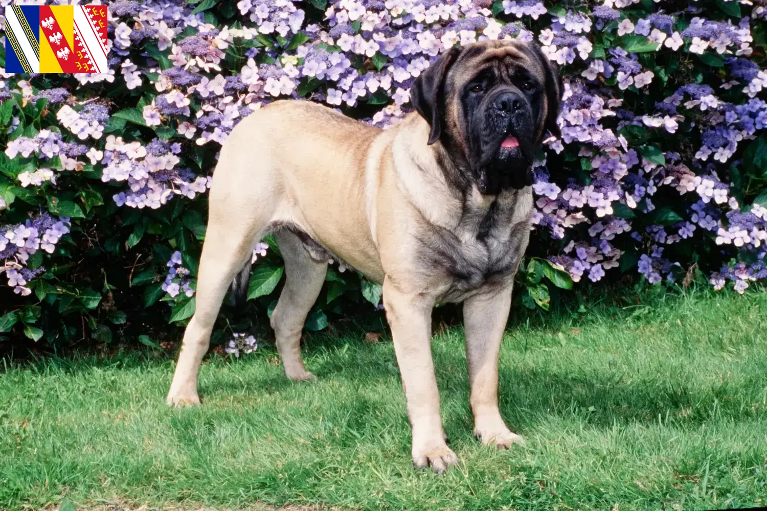 Read more about the article Mastiff breeders and puppies in Grand Est