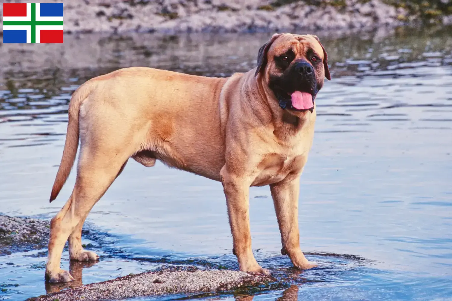 Read more about the article Mastiff breeders and puppies in Groningen