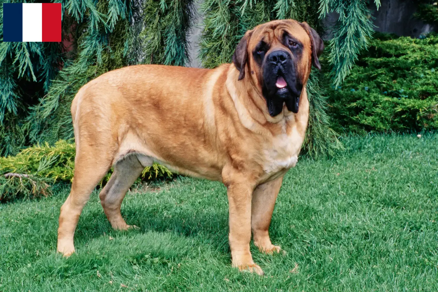 Read more about the article Mastiff breeders and puppies in Guadeloupe