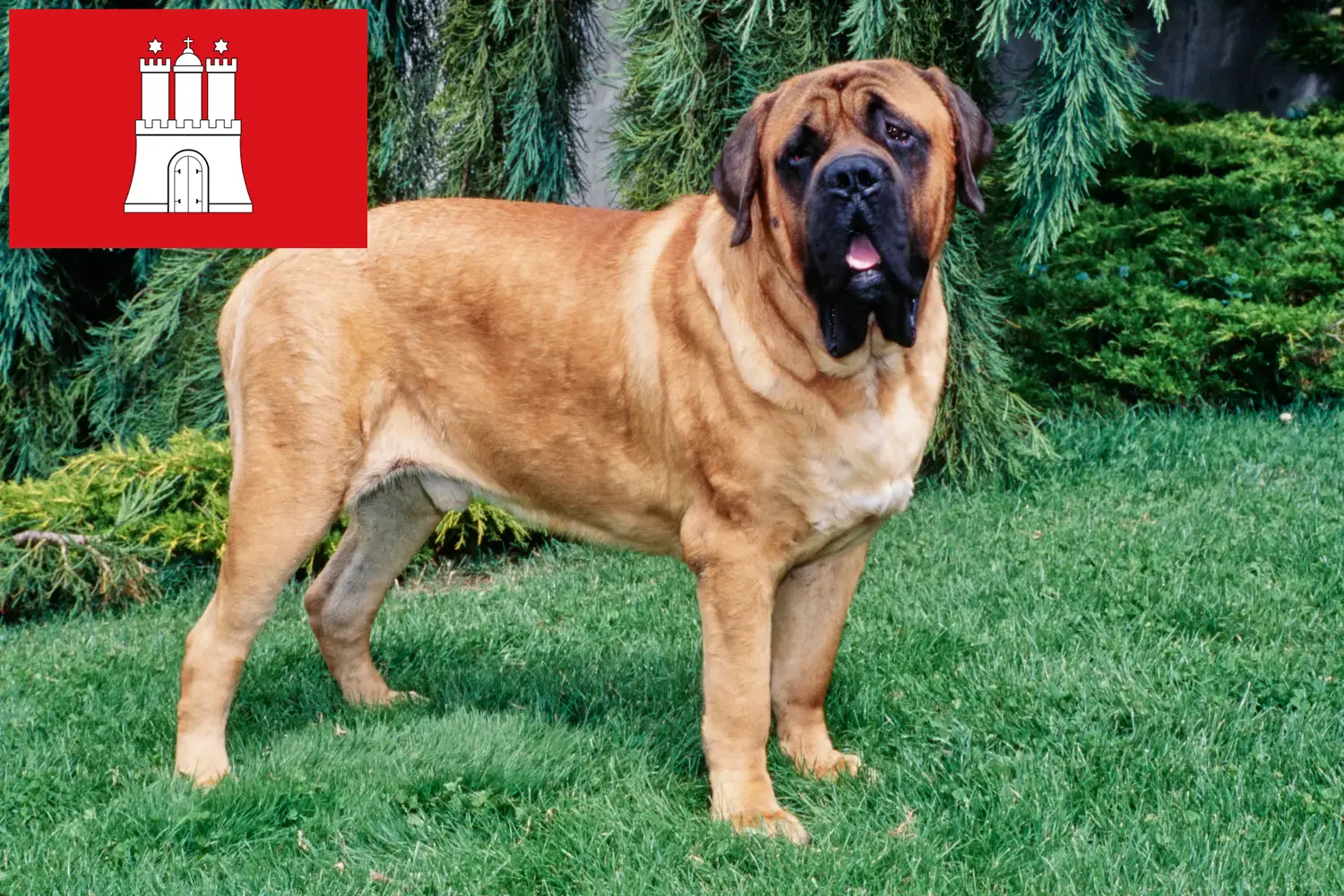 Read more about the article Mastiff breeders and puppies in Hamburg