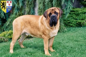 Read more about the article Mastiff breeders and puppies in Hauts-de-France