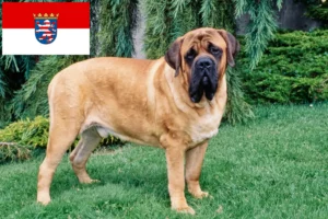 Read more about the article Mastiff breeders and puppies in Hessen