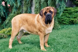 Read more about the article Mastiff breeders and puppies in Hovedstaden