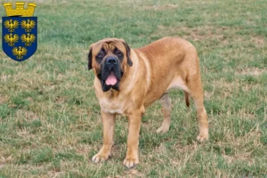 Read more about the article Mastiff breeders and puppies in Lower Austria
