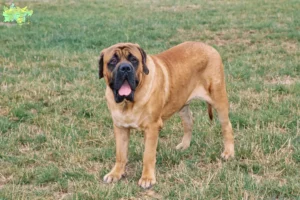 Read more about the article Mastiff breeders and puppies in Midtjylland