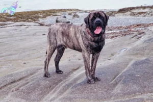 Read more about the article Mastiff breeders and puppies in Nordjylland