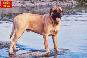 Read more about the article Mastiff breeders and puppies in Normandy