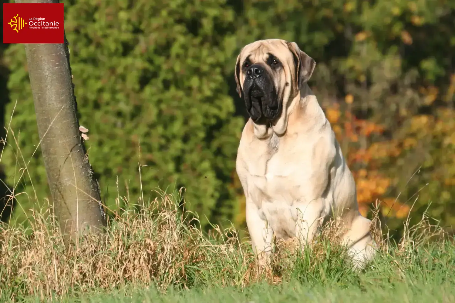 Read more about the article Mastiff breeders and puppies in Occitania