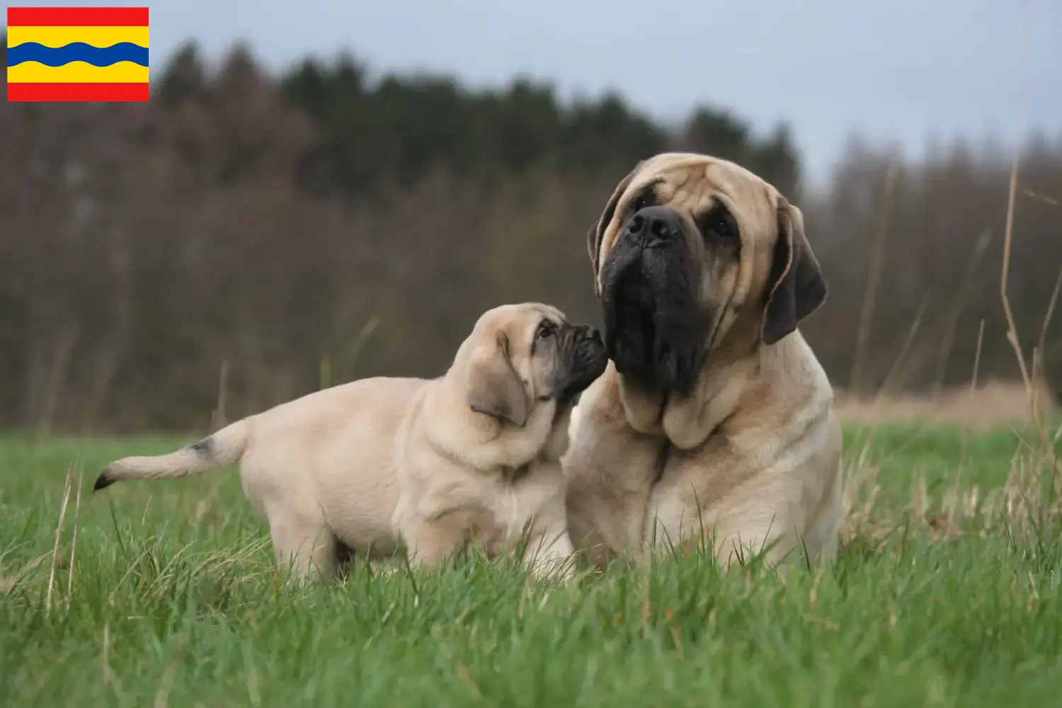 Read more about the article Mastiff breeders and puppies in Overijssel