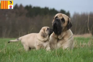 Read more about the article Mastiff breeders and puppies in Provence-Alpes-Côte d’Azur