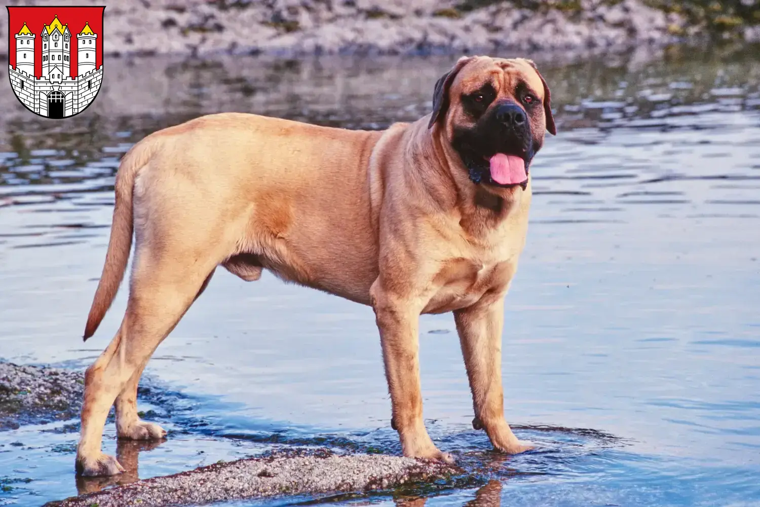 Read more about the article Mastiff breeders and puppies in Salzburg